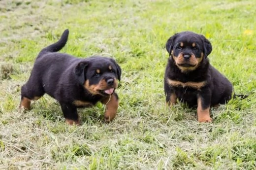 cucciolo cuccioli rottwailer 
