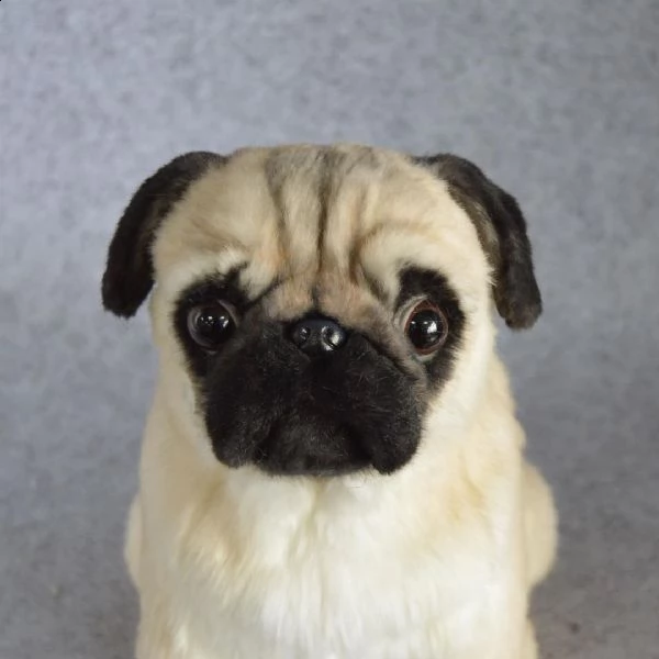 cuccioli di calino bellissimi cuccioli disponibili, carattere adorabile ,sono docili ed affettuosi,i