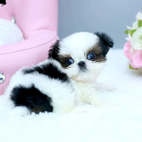 bellissimi cuccioli imperiali di shih tzu per l'adozione