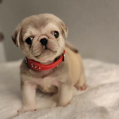 cucciolo di carlino mozzafiato | Foto 0