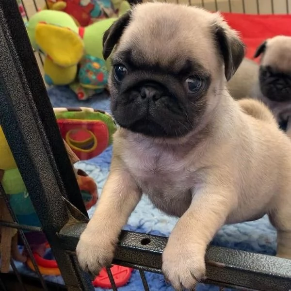 cuccioli di bassotto sani e ben addestrati per l'adozione gratuita