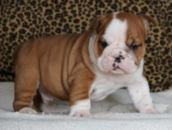 cuccioli bulldog inglese adozione