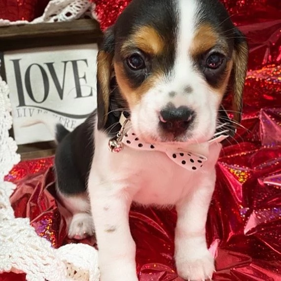 cuccioli di beagle | Foto 0
