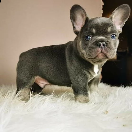cuccioli di bulldog francese ben addestrati | Foto 2