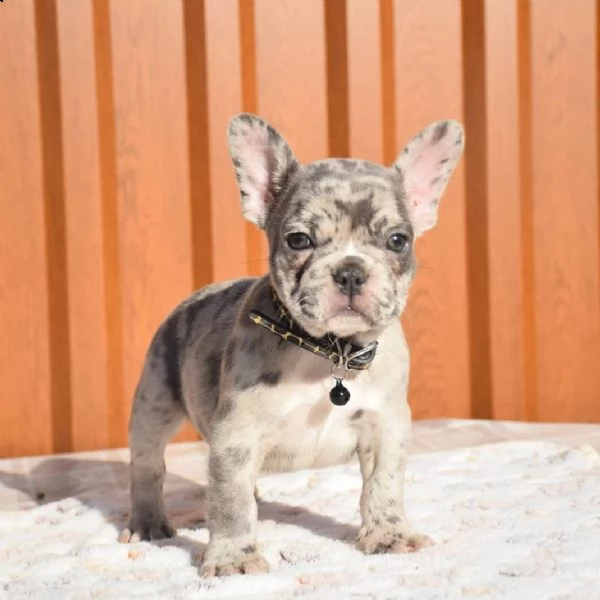 cuccioli di bulldog francese ben addestrati | Foto 1