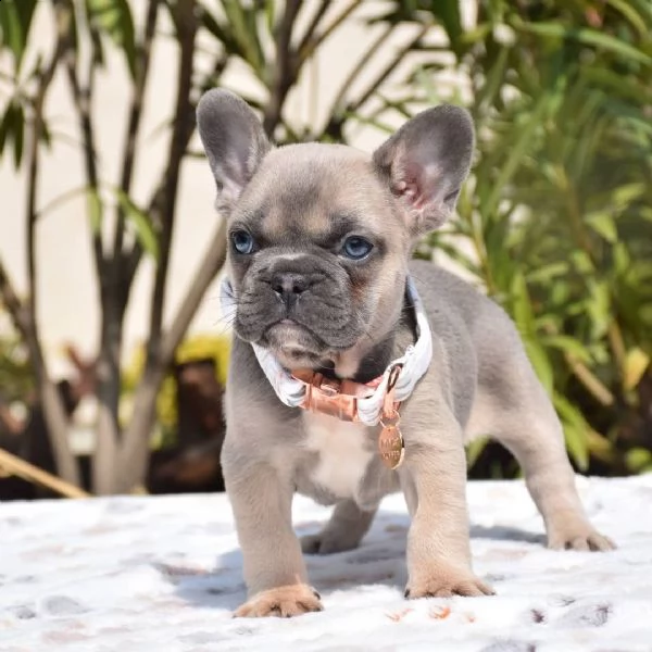 cuccioli di bulldog francese ben addestrati | Foto 0