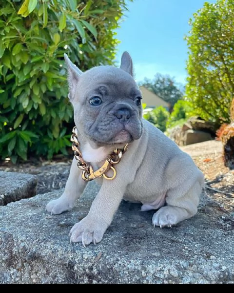 cuccioli di bulldog francese ben addestrati