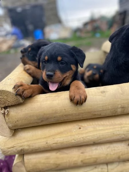 regalo cucciolo di rottweiler con un cappotto duro 