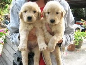 simpatici cuccioli di labrador retriever in adozione