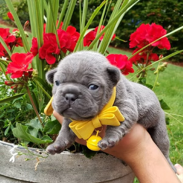 cuccioli di bulldog francese ben addestrati