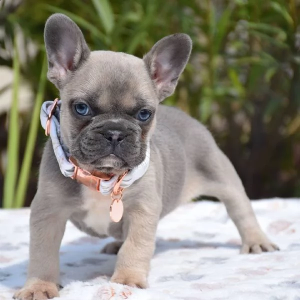 cuccioli di bulldog francese ben addestrati | Foto 1