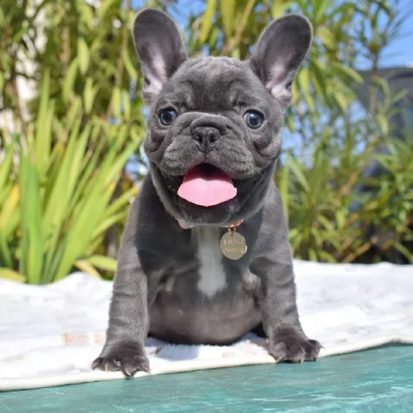 cuccioli di bulldog francese ben addestrati | Foto 0