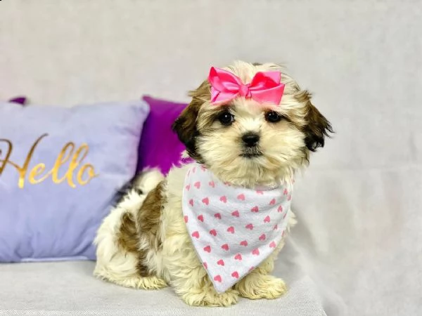 bellissimi cuccioli imperiali di shih tzu per l'adozione | Foto 1