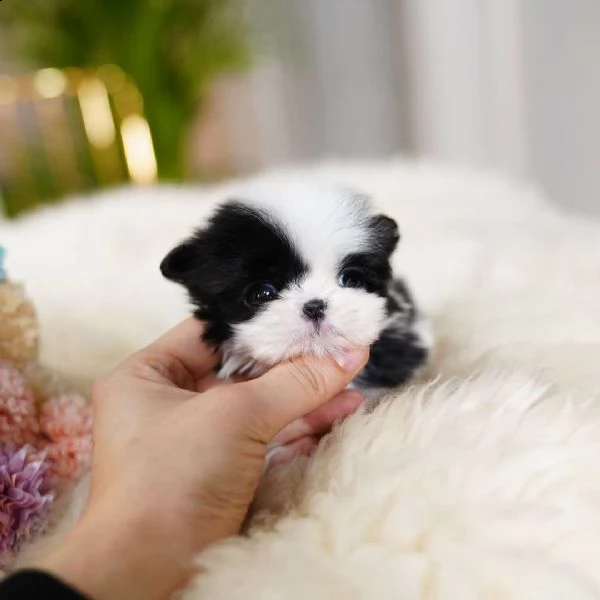 bellissimi cuccioli imperiali di shih tzu per l'adozione