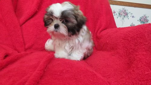 regalo cuccioli shih tzu .