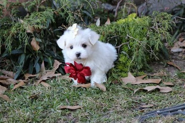 bel maltese di razza. lei è cucciolo pad addestrato e aggiornato su tutto vaccinazioni e sverminazio