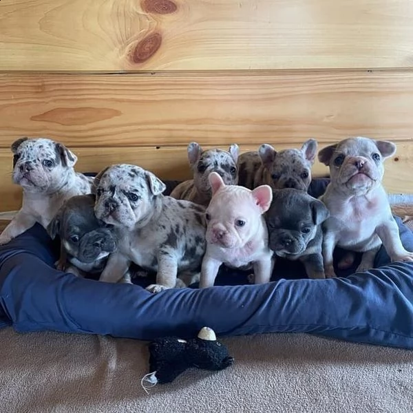 disponibili cuccioli di bulldog francese maschi e femmine
