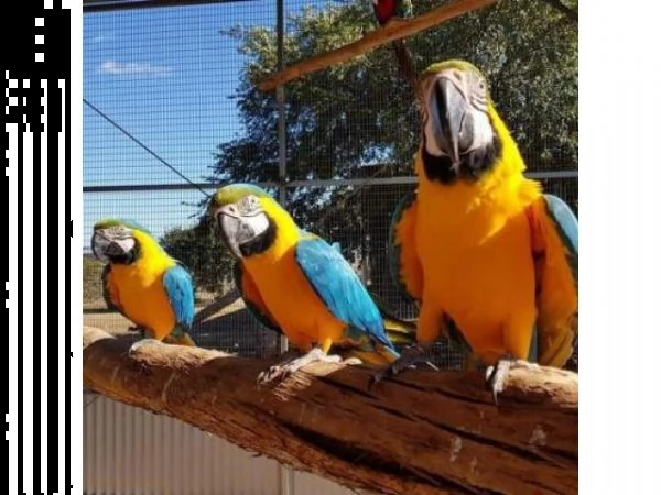 pappagalli ara blu e oro | Foto 0