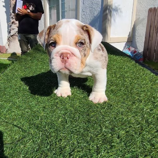 cuccioli bulldog inglese adozione | Foto 0