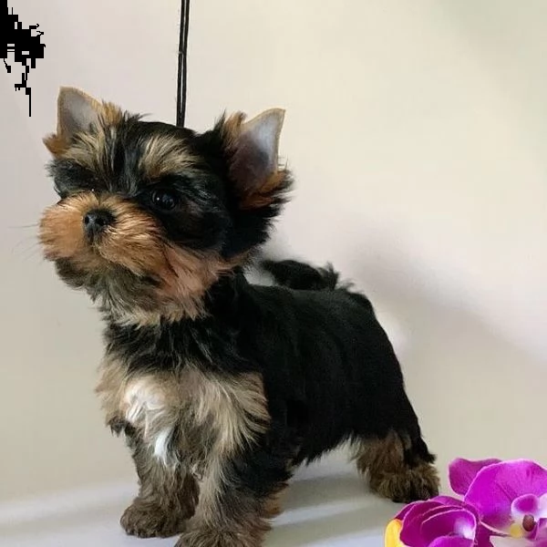 cuccioli di yorkie registrati per l'adozione
