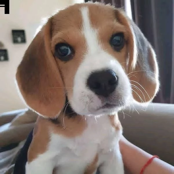 cuccioli di beagle | Foto 1