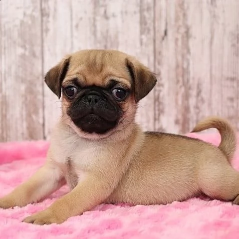 cucciolo di carlino mozzafiato