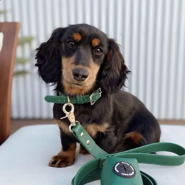 cuccioli di bassotto sani e ben addestrati per l'adozione gratuita