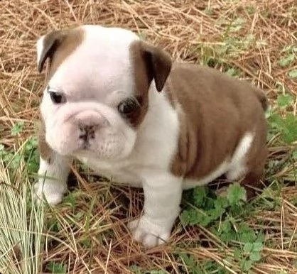 cuccioli bulldog inglese adozione | Foto 0
