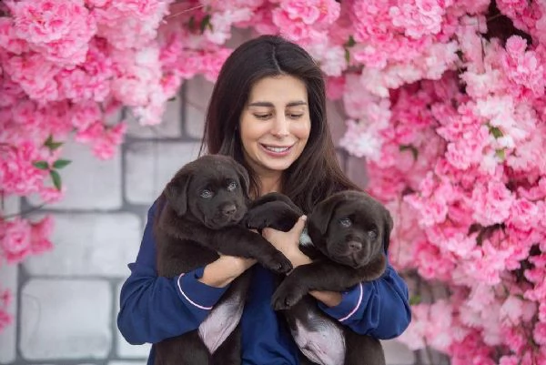 vendo cuccioli di labrador