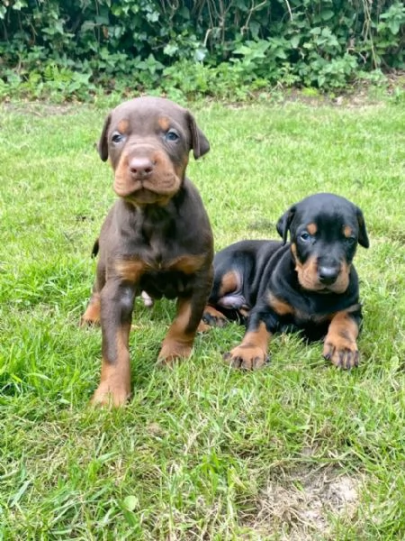 vendo cuccioli di dobermann