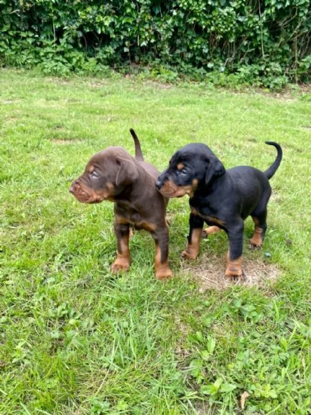 vendo cuccioli di dobermann | Foto 0