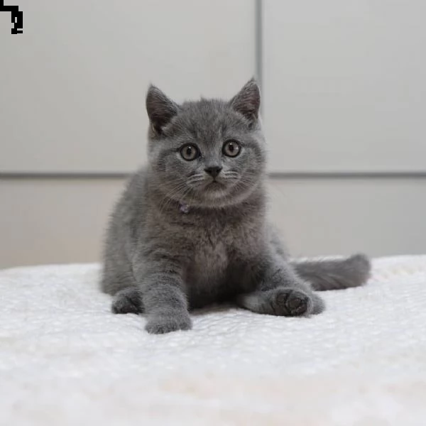 vendo gattini british shorthair di razza pura
