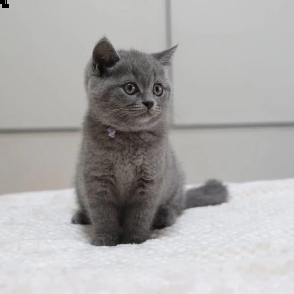 vendo gattini british shorthair di razza pura | Foto 0