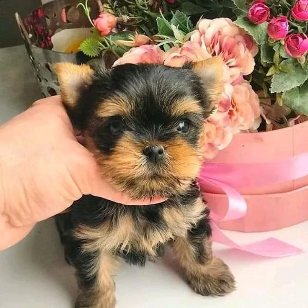 vendo cuccioli di yorkshire | Foto 0