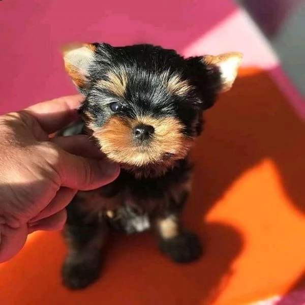 vendo cuccioli di yorkshire