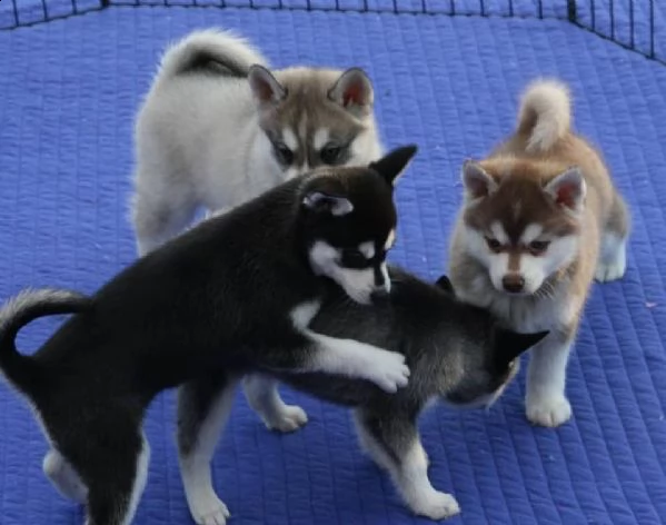  cuccioli di siberian husky registrati akc