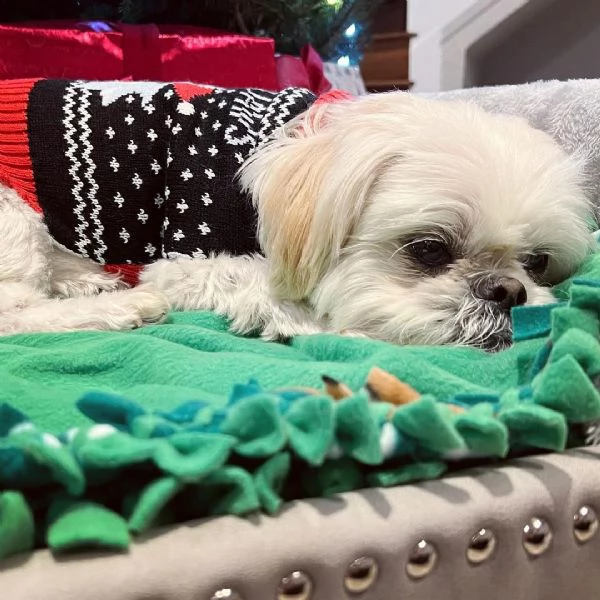 regalo cuccioli shih tzu avente : primi vaccini, passaporto, libretto sanitario, microchip. possibil