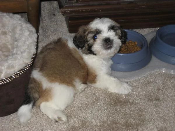 cuccioli di shitzu maschio e femmina | Foto 1