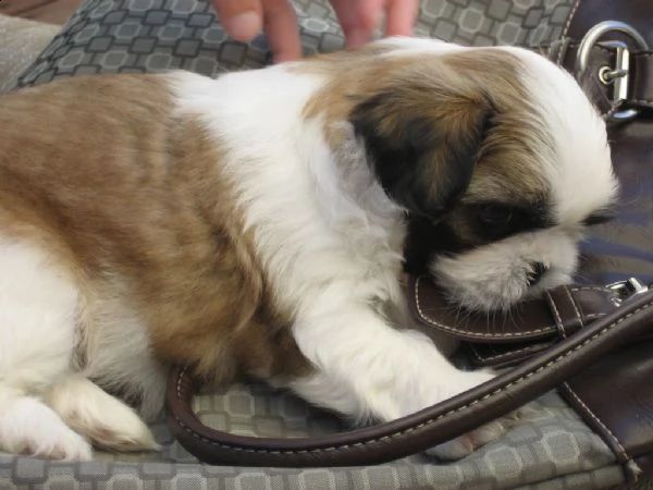 cuccioli di shitzu maschio e femmina | Foto 0