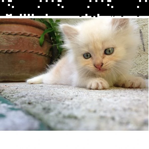  gattini persiani di razza | Foto 0