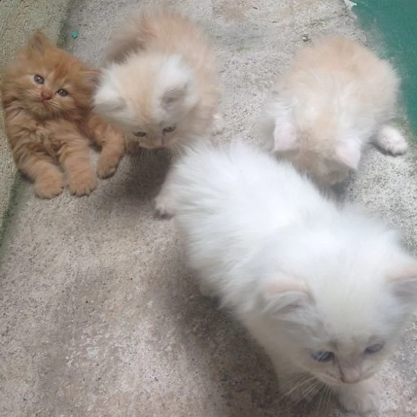  gattini persiani di 3 mesi
