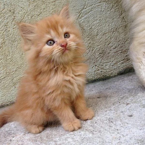  gattini persiani di 3 mesi | Foto 0