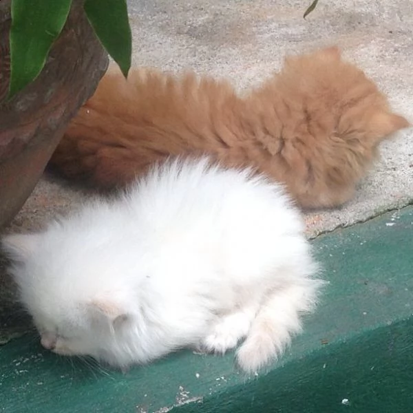 gattini persiani maschi e femmine | Foto 1