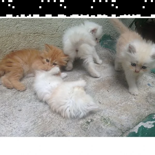  gattini persiani maschi e femmine | Foto 0
