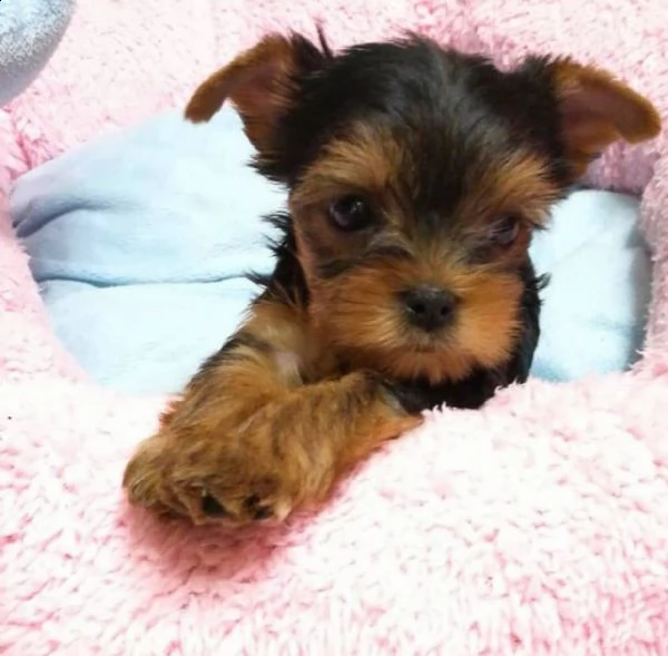  adorabili cuccioli di yorkshire terrier maschio e femmina