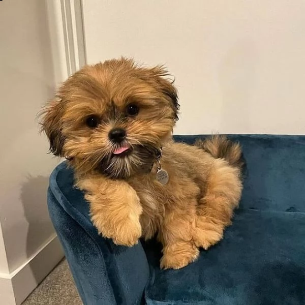 shih tzu