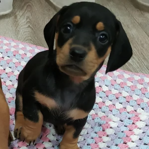 adorabili cuccioli di bassotto