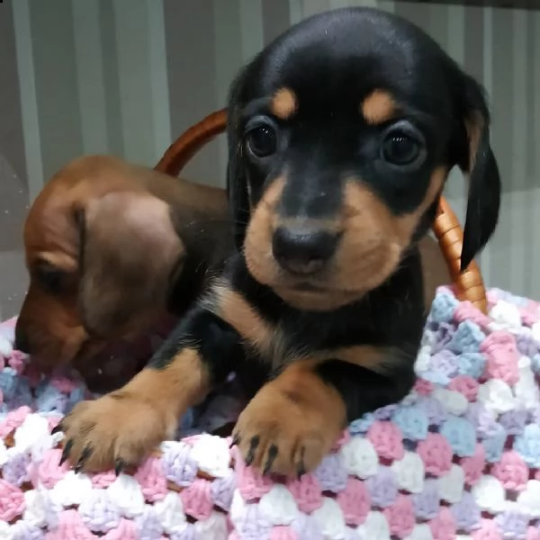 adorabili cuccioli di bassotto | Foto 0