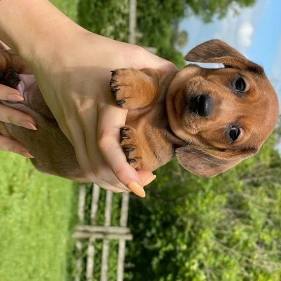  splendidi cuccioli di bassotto