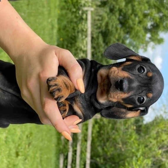 simpatici cuccioli di bassotto